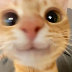 vtsalxd