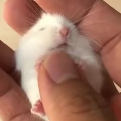 hamham