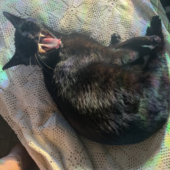 Batthetrashcat