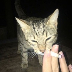 KOSHAK