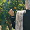 hadeel_elhaj