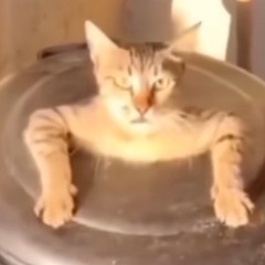 nyaa 🫶🏻.