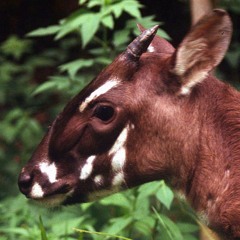 Saola