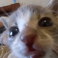 combeynhamster