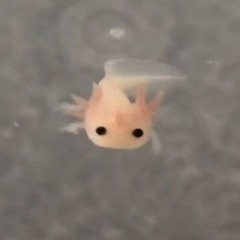 buraddomoon