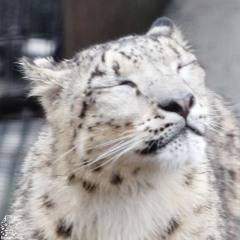 Snow Wisp