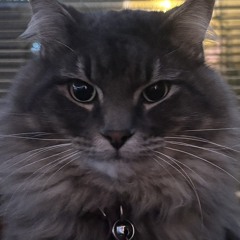 Dimitri