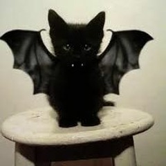 Cat_Bat