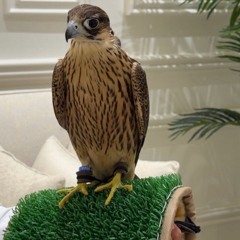 ➪الــكــعــمــاويـ👨🏽‍🦯✌︎︎