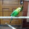Mr.Mango