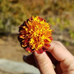 Marigold