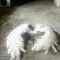 soul