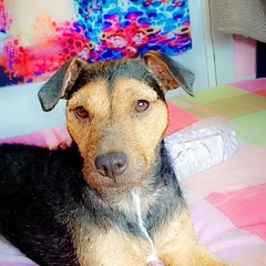 Ellie Gypsy Gal Bruce