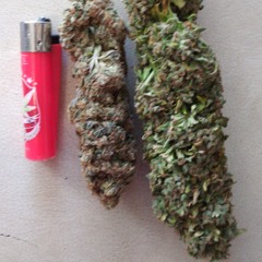 Mozk