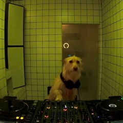 Dogface