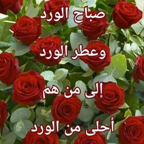 احمد الحفته ابو شادي’s avatar