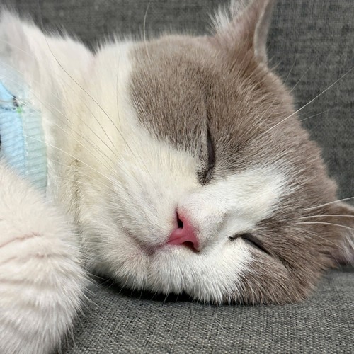 Cần Gì Cố Chấp PQA QT