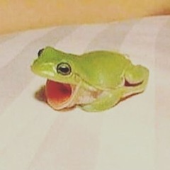 Ribbit