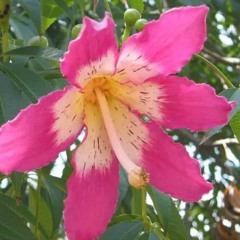 Fleurs de kapokier