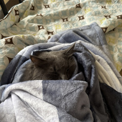 Sammy Misky