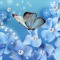 Blue 💙 Butterfly 🦋