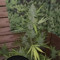VölligDurch420