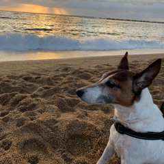 Luis Del Rosario Zárate