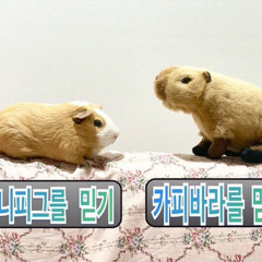 김다연
