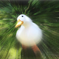 W0RMF00D