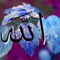 eslam