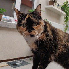 Zoë Djgr