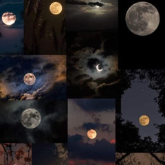 شمس الرويشد