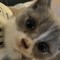 meow
