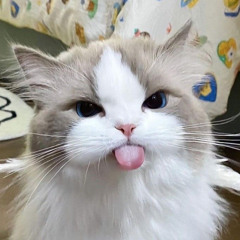 Meow