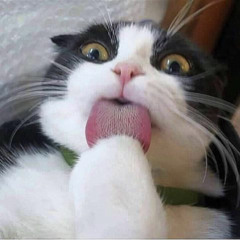 Đông Đấu Đế