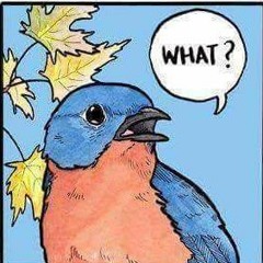 bluejaysong