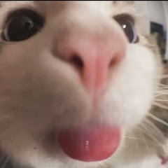 Pajiik:3