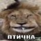 жопа13