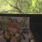 overgrowth