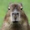 Capybara