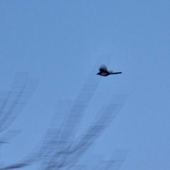 sparrow