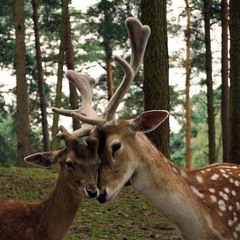 🦌غَزَال