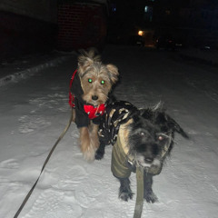 florin