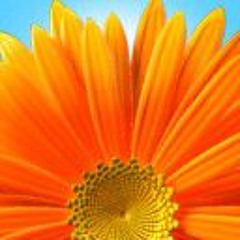 🌻