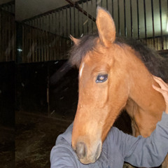 𝐀𝐥𝐢 𝐀𝐥𝐚𝐣𝐦𝐢