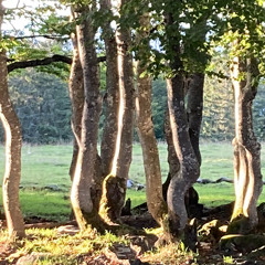 John Maus - Walls of silence cover