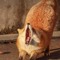Fox_guy
