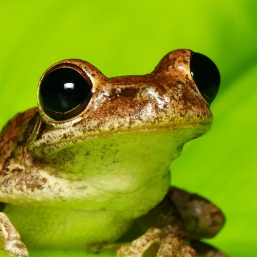 Stream frog.exe music | Listen to songs, albums, playlists for free on ...