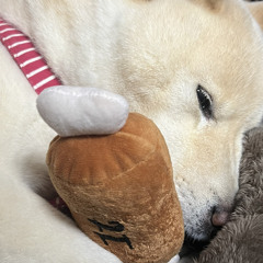 ごんちゃん