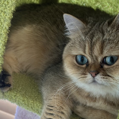 Saya